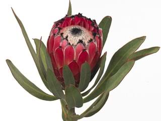 Protea Red Beauty