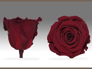 Forever Σ Κοκκινο