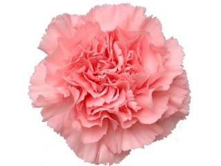 Γαρύφαλλα Giava