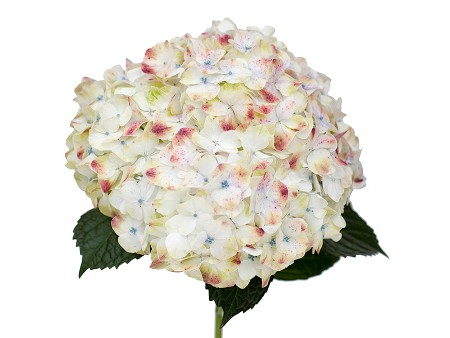 Ορτανσία Rose
