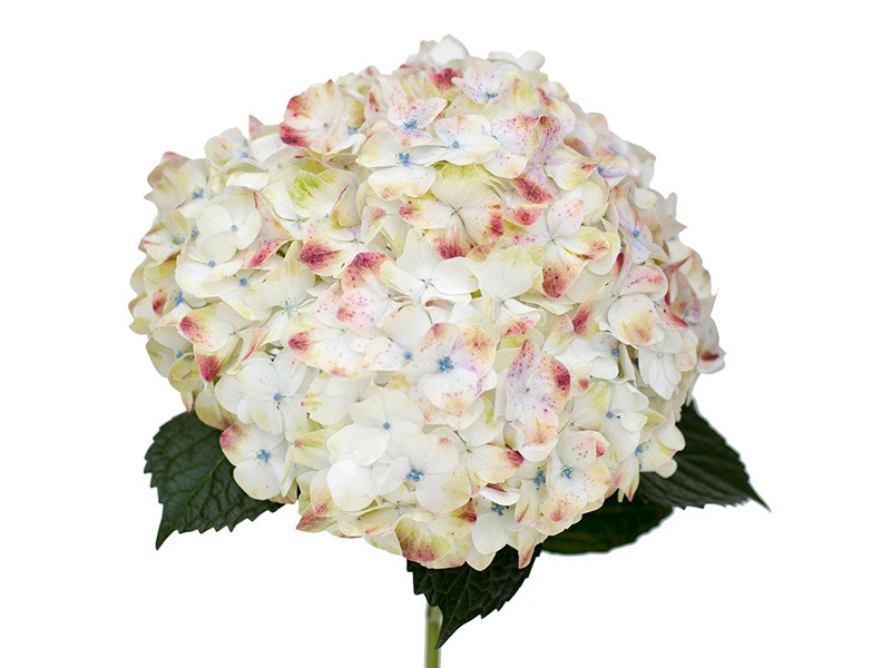 Ορτανσία Rose