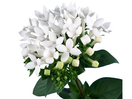 Βουβάρδια Royal Daphne Supreme