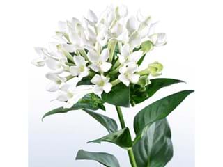 Βουβάρδια Royal White Verde