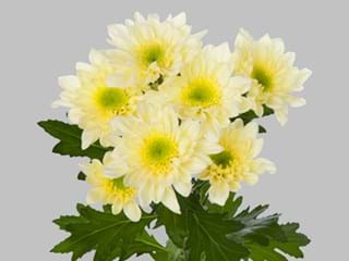 Χρυσάνθεμα Radost Cream