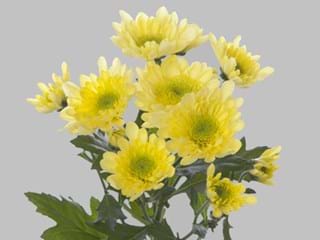 Χρυσάνθεμα Radost Yellow