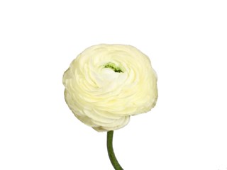 Νεραγκούλα Hanoi