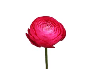 Νεραγκούλα Hot Pink