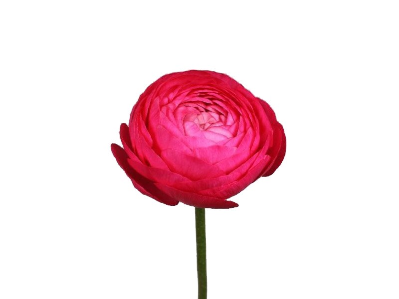 Νεραγκούλα Hot Pink