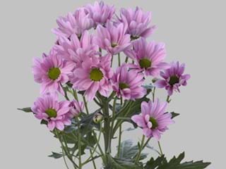 Χρυσάνθεμα Rihanne