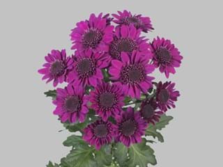 Χρυσάνθεμα Robijn