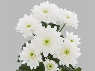 Χρυσάνθεμα Rocca