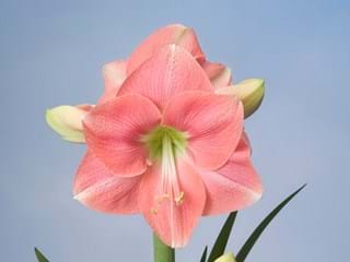 Hippeastrum Rosalie