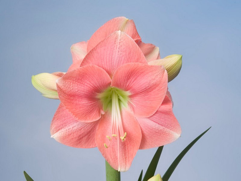 Hippeastrum Rosalie