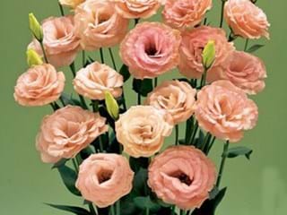 Eustoma Rosita Apricot