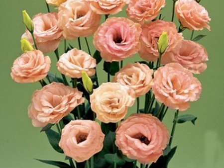 Λυσίανθοι Rosita Apricot