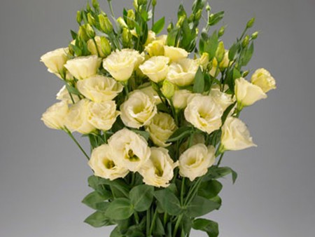 Λυσίανθοι Rosita Yellow
