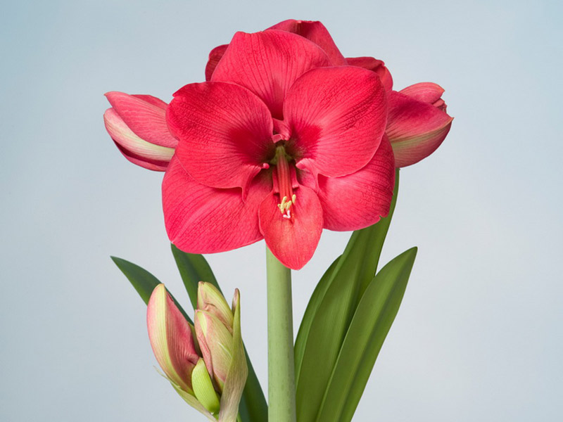 Hippeastrum Rosita