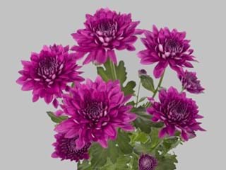 Χρυσάνθεμα Royce