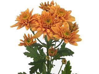 Χρυσάνθεμα Snooker Orange