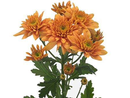 Χρυσάνθεμα Snooker Orange
