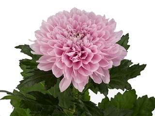 1Hd Chrysanthemum Stasya