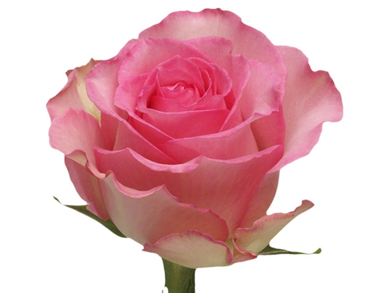 Τριαντάφυλλα Sweet Qnique
