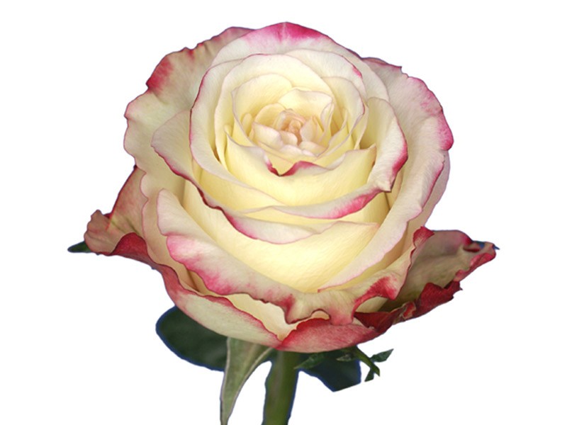 Τριαντάφυλλα Sweetness