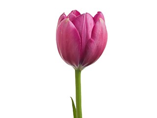 Τουλίπες Saint Tropez 