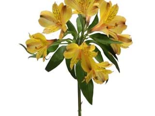 Αλστρομέρια Senna