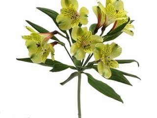 Αλστρομέρια Sakira