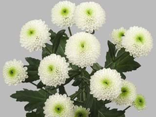 Χρυσάνθεμα Skye