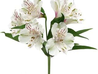 Αλστρομέρια Snow Time