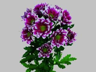 Χρυσάνθεμα Sound