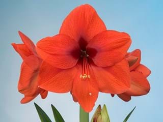 Hippeastrum Souvenir