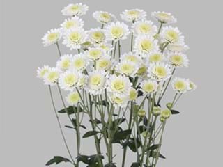 Χρυσάνθεμα Stallion