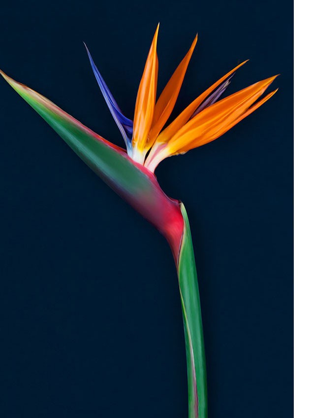 Sterlitzia