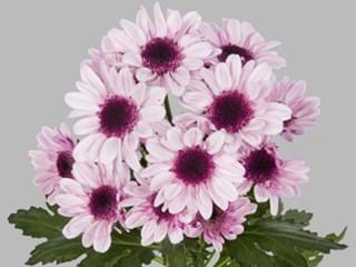 Χρυσάνθεμα Stresa 