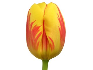 Τουλίπες Stripbellona