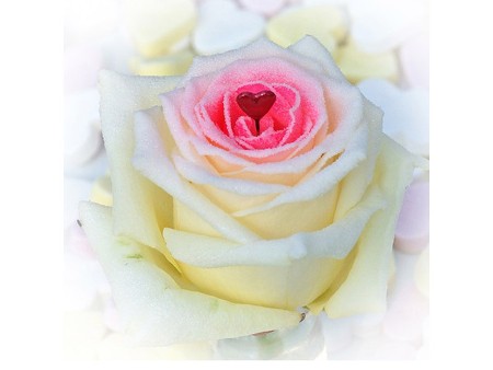 Τριαντάφυλλα Sugar Love