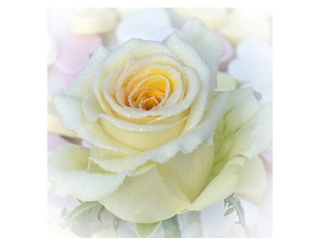 Τριαντάφυλλα Sugar Yellow