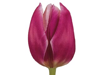 Τουλίπες Sunadea Blue