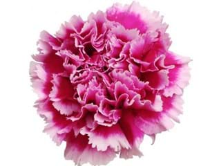 Γαρύφαλλα Tenderly