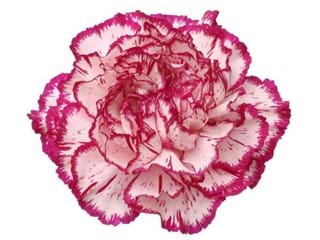 Γαρύφαλλα Tico-Tico