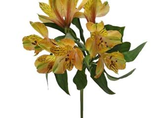 Αλστρομέρια Tiger