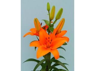 Λιλιουμ Az Tresor