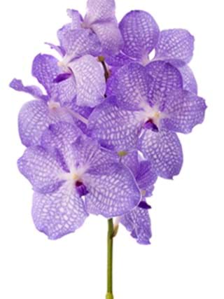 Vanda Angelife