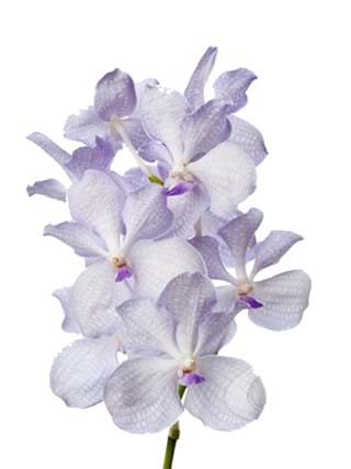 Vanda Lavender Misty 