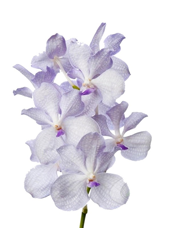 Vanda Lavender Misty