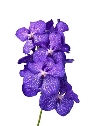 Vanda Magic Blue