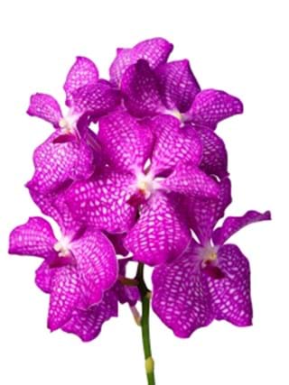 Vanda Magic Pink